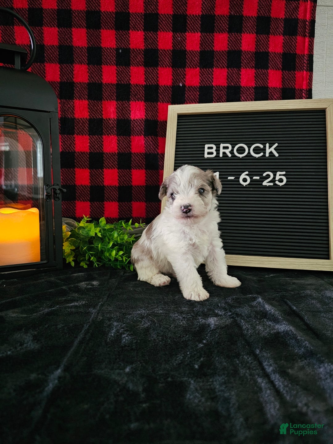Miniature Schnauzer dogs for sale: Brock - Ad 6