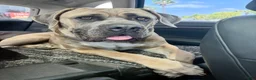 Cane Corso dogs for sale: APHRODITE - Ad 7