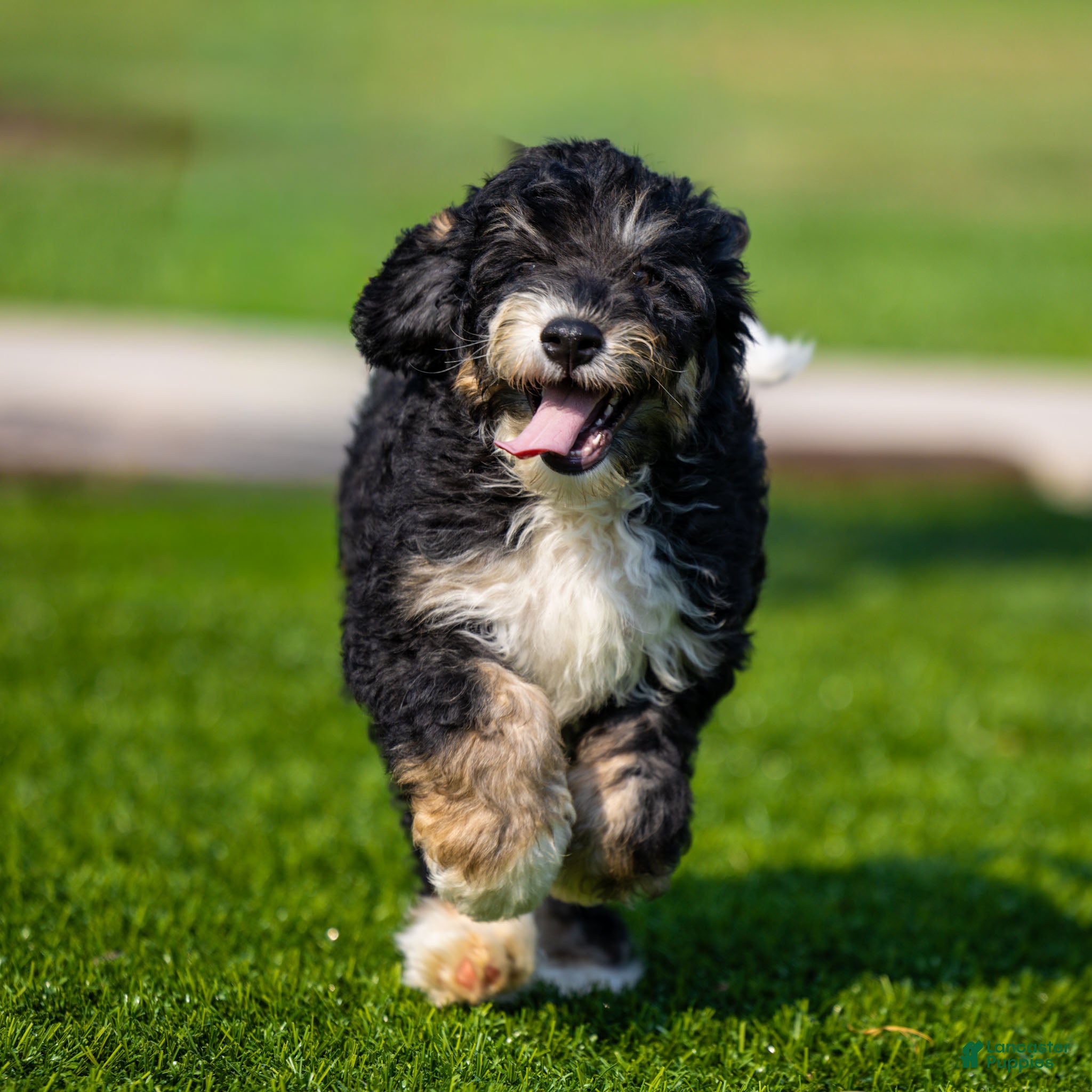 Bernedoodle dogs Beau Bernedoodle Puppy  - Ad 2