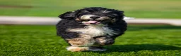 Bernedoodle dogs for sale: Beau Bernedoodle Puppy  - Ad 2