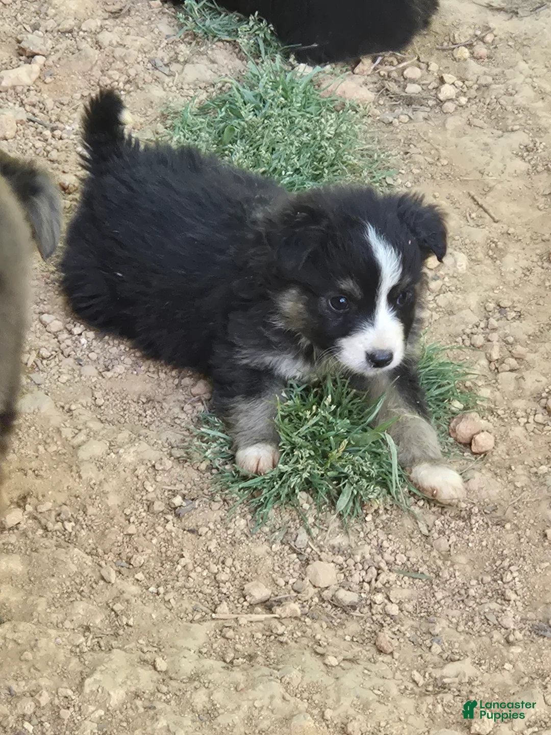 Australian Shepherd dogs for sale: Australian Shepherd Puppy 8 - Ad 1