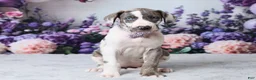 Great Dane dogs for sale: Annie - Ad 9