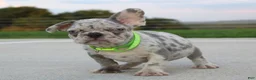French Bulldog dogs for sale: Arnold - Ad 3