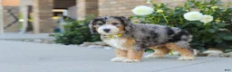 Mini Bernedoodle dogs for sale: Hunter - Ad 5