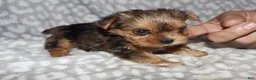 Yorkshire Terrier dogs for sale: Sonia - Ad 5