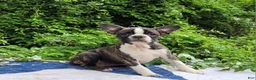 Frenchton dogs for sale: Poppi - Ad 5