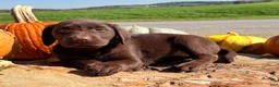 Labrador Retriever dogs for sale: Lucy - Ad 5