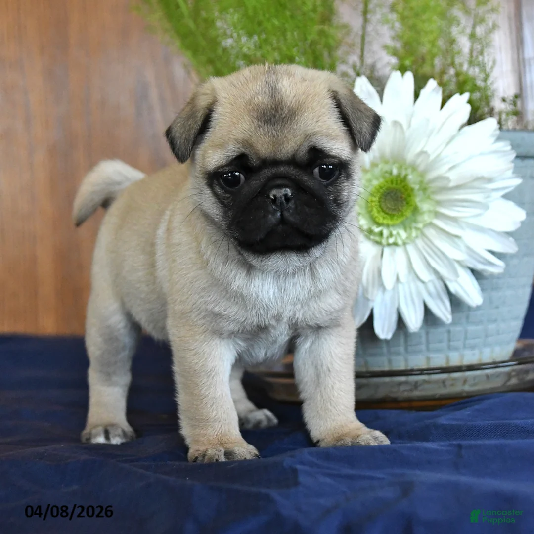 Pug dogs for sale: Chuck - Ad 5