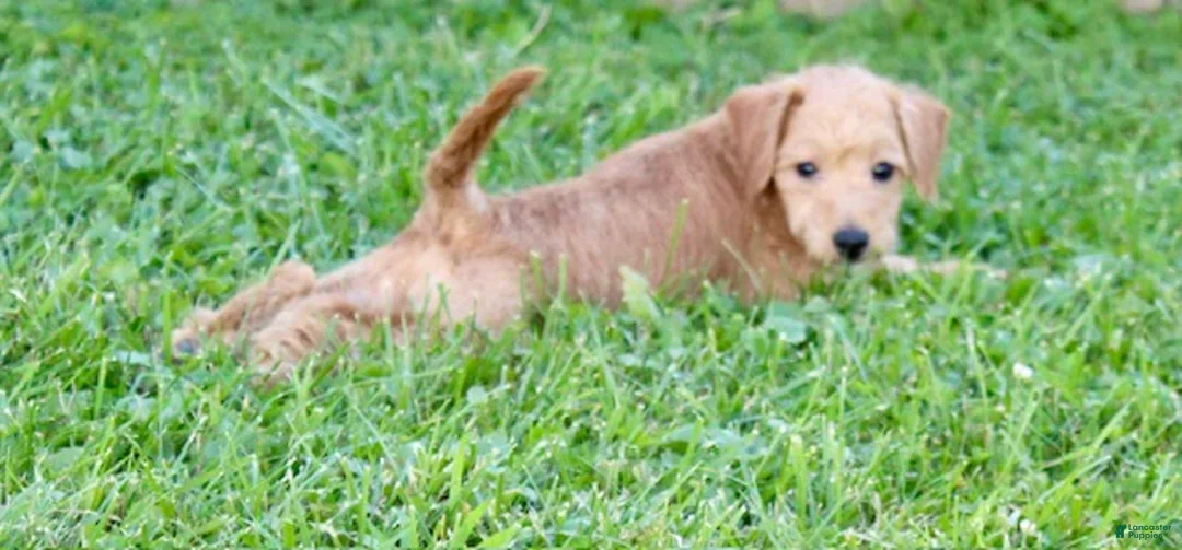 Mixed Breed dogs for sale: Krista - Ad 5