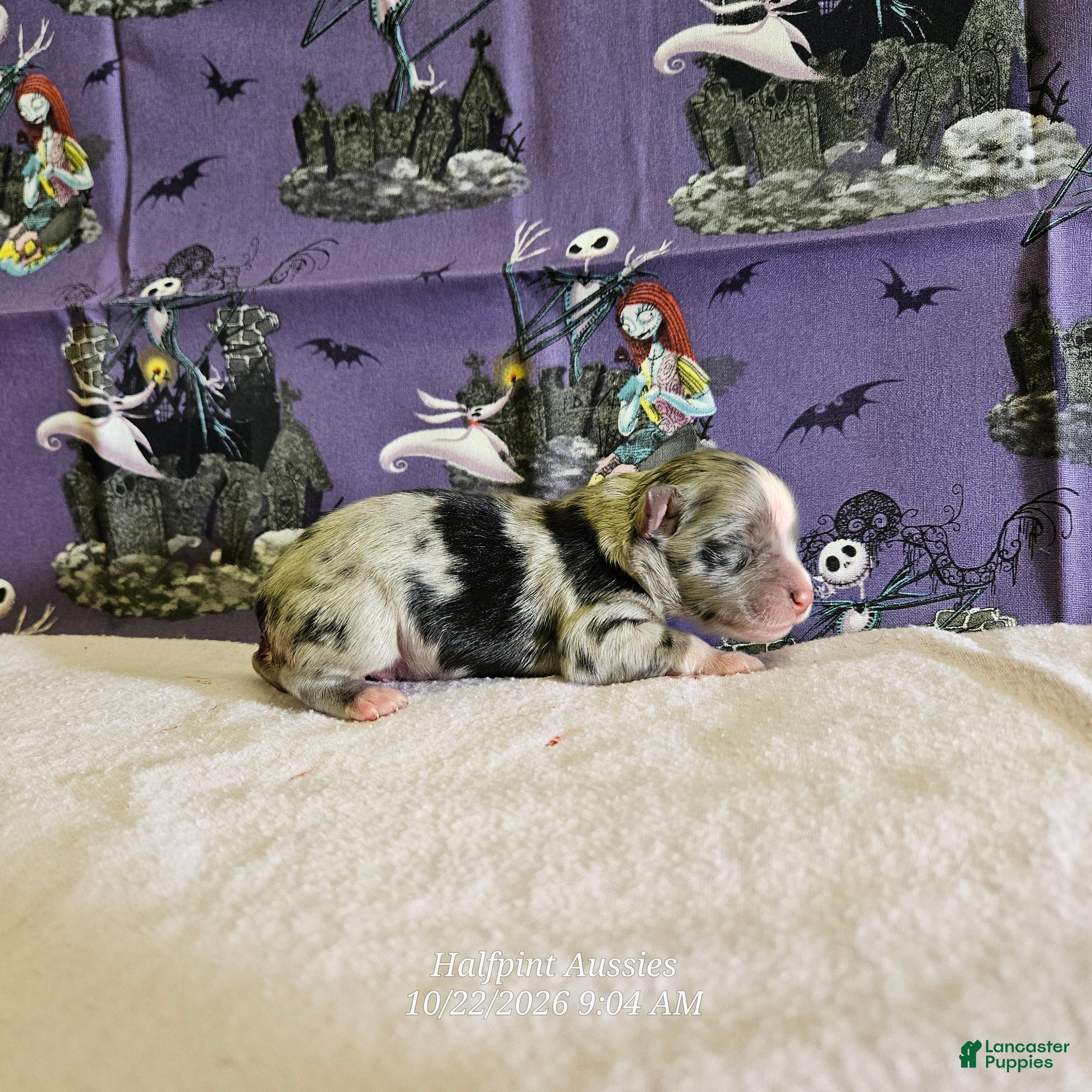 Miniature Australian Shepherd dogs for sale: Binx - Ad 1
