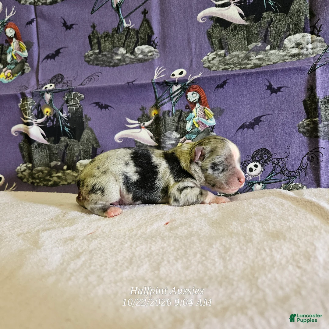 Miniature Australian Shepherd dogs for sale: Binx - Ad 1