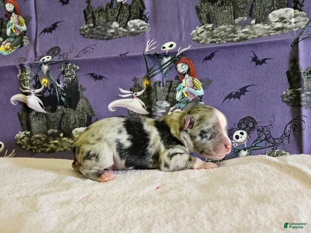 Miniature Australian Shepherd dogs Binx - Ad 1