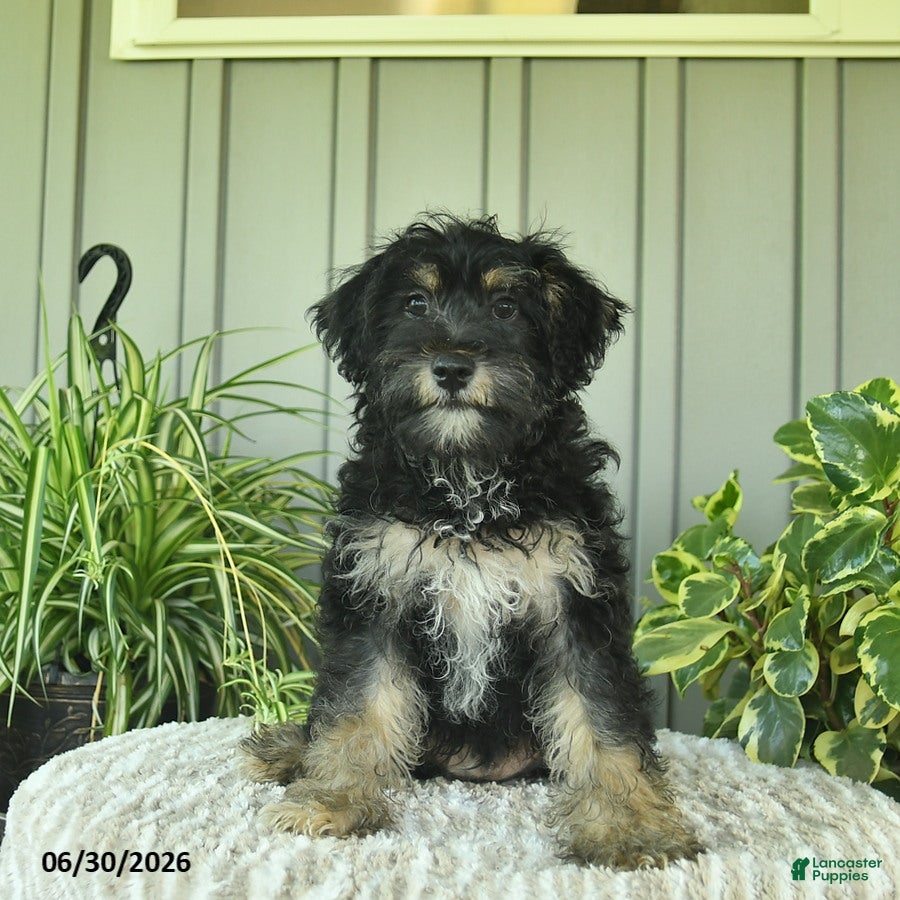Yorkiepoo dogs Beetle  - Ad 1