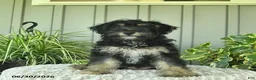 Yorkiepoo dogs for sale: Beetle  - Ad 1