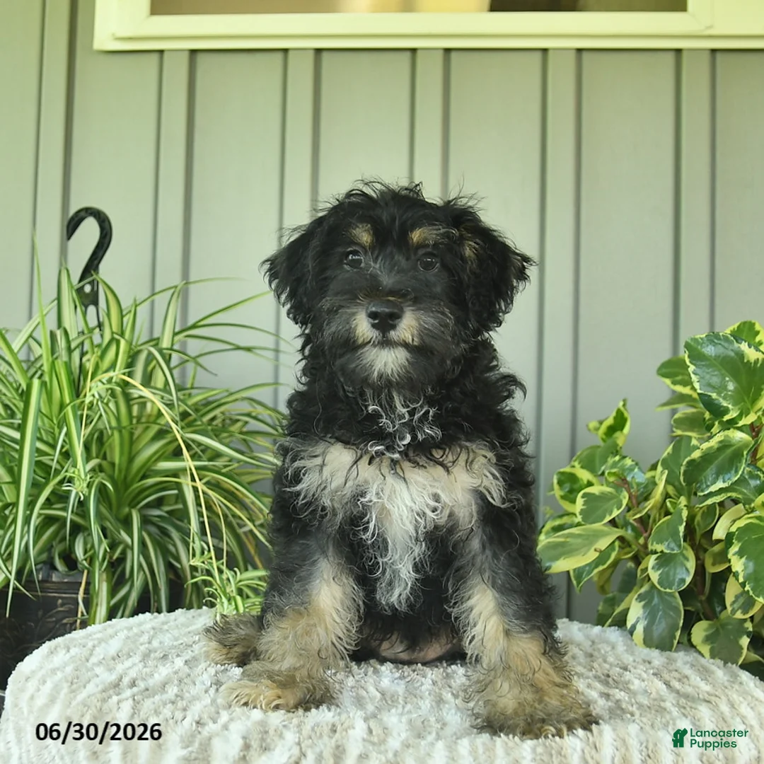 Yorkiepoo dogs for sale: Beetle  - Ad 1