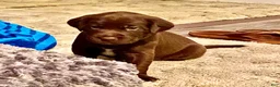 Mixed Breed dogs for sale: Mixed Breed 3 - Ad 10