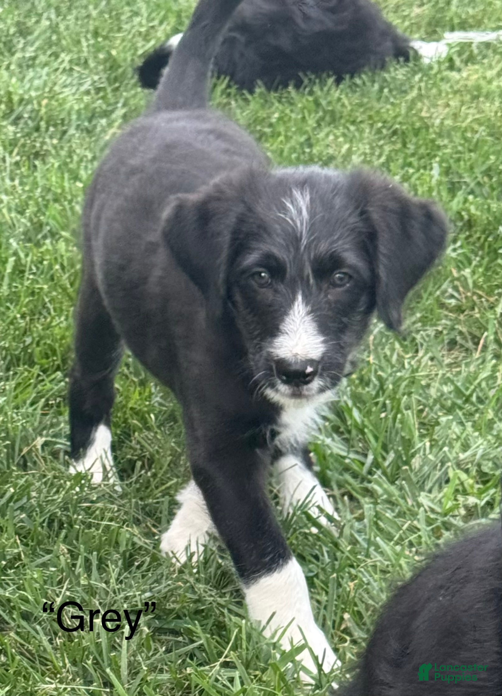 Mixed Breed dogs “Grey” - Ad 39