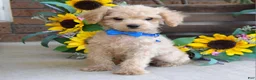 Toy Poodle dogs for sale: Preston - Ad 4