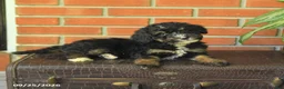 Bernedoodle dogs for sale: Bonnie - Ad 4