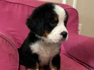 Bernese Mountain Dog dogs Lulu - Ad 34