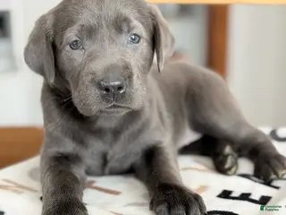Labrador Retriever dogs Zach - Ad 36
