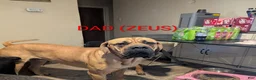 Mixed Breed dogs for sale: Mr. Red - Ad 7