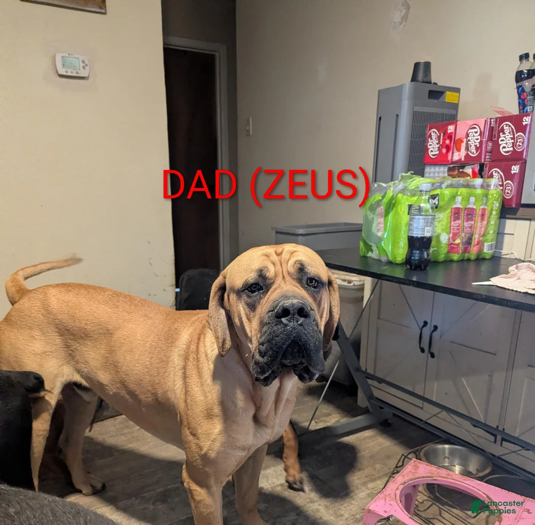 Mixed Breed dogs for sale: Mr. Red - Ad 7