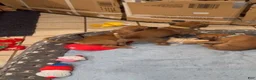 Boxer dogs for sale: Scrappy Doo - Ad 5