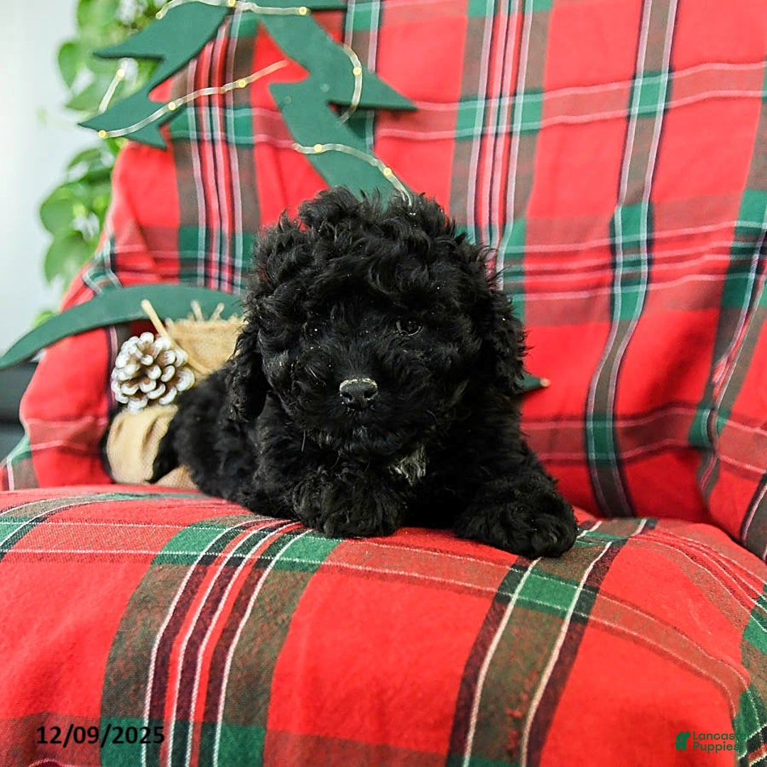 Cockapoo dogs for sale: Star - Ad 2