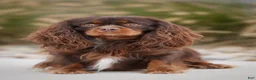 Cavalier King Charles Spaniel dogs for sale: Zane - Ad 9