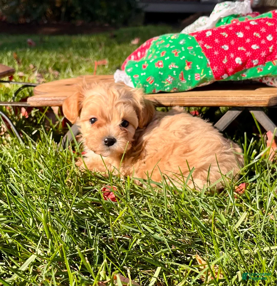 Maltipoo dogs for sale:  Arthur🎄❤️House Trained Crate Potty ❤️🎄717-723-5426 - Ad 4