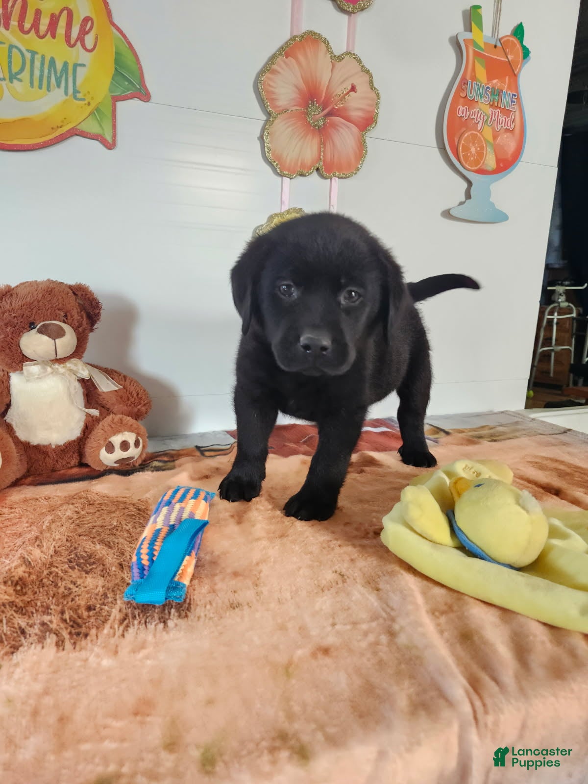 Labrador Retriever dogs Max - Ad 1