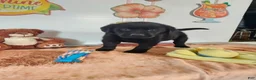 Labrador Retriever dogs for sale: Max - Ad 5