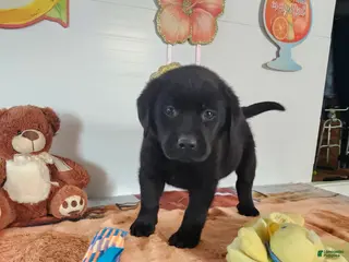Labrador Retriever dogs for sale: Max - Ad 4