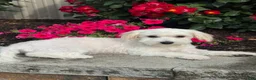 Mixed Breed dogs for sale: Labanon - Ad 6