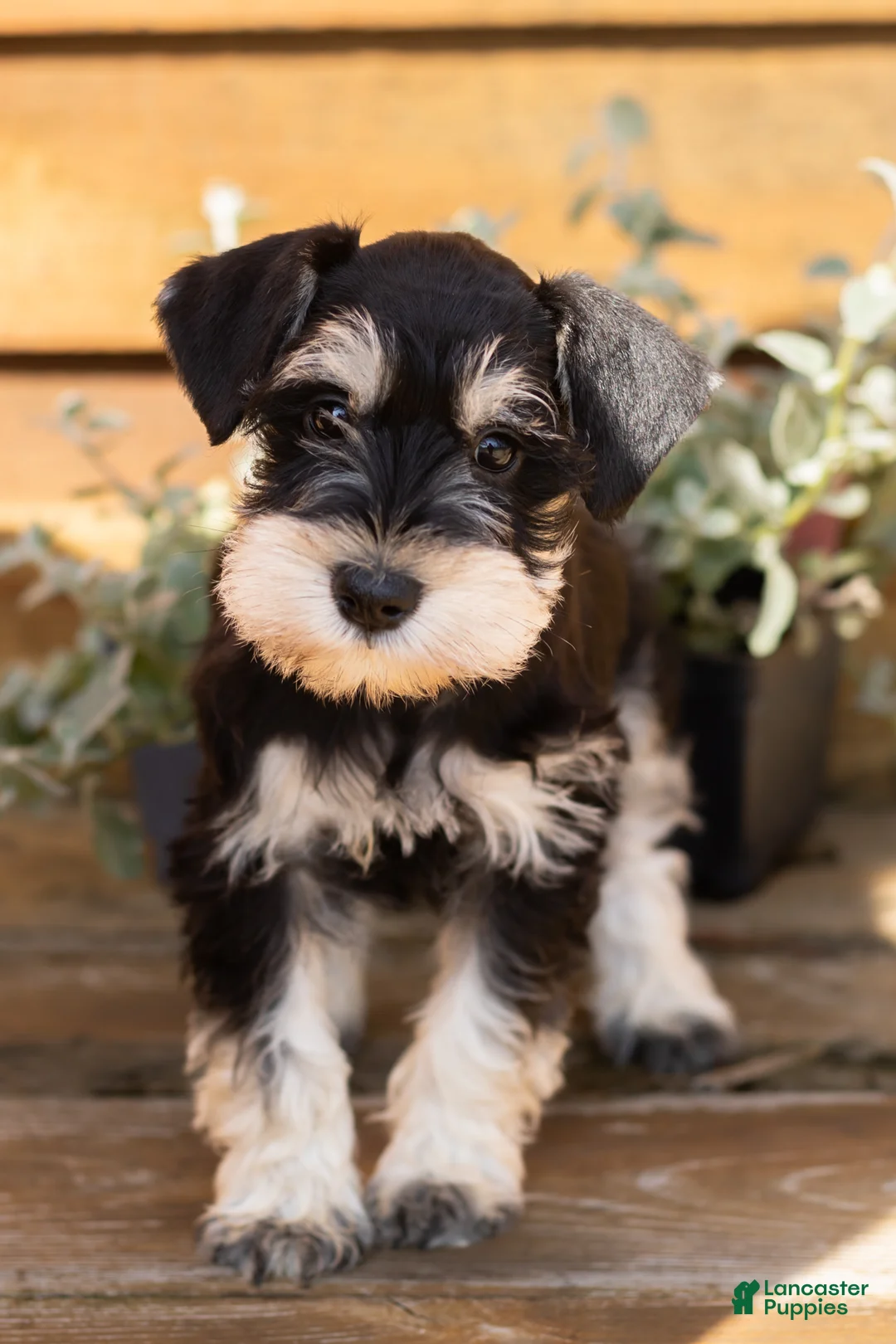 Miniature Schnauzer dogs for sale: Mason  - Ad 1