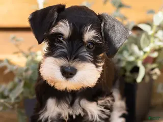 Miniature Schnauzer dogs Mason - Ad 41