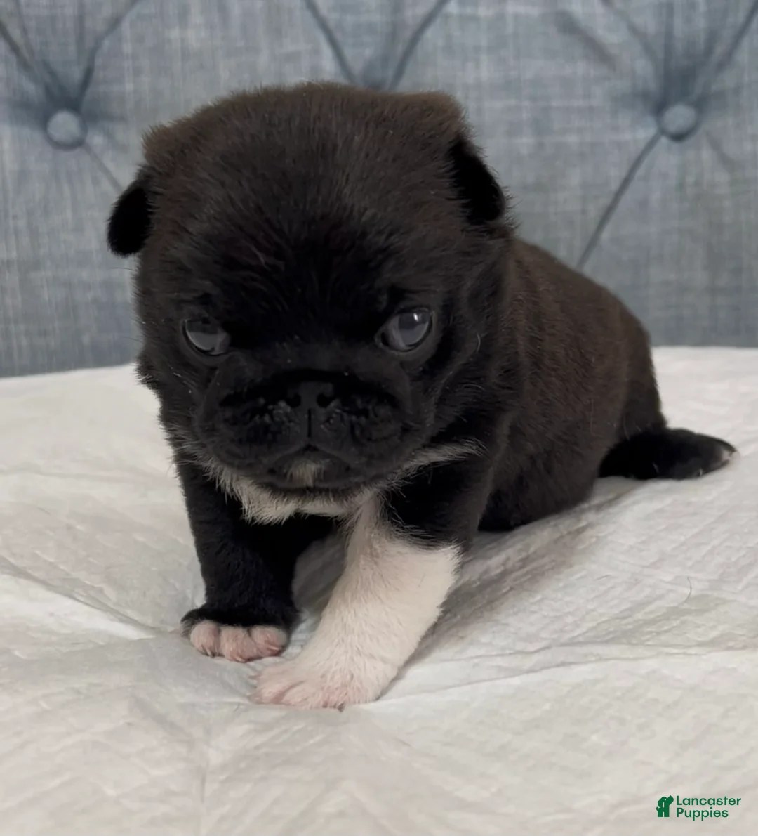 Pug dogs for sale: Black with white male  - Ad 2