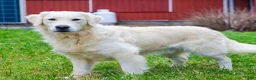 Golden Retriever dogs for sale: Henry - Ad 7