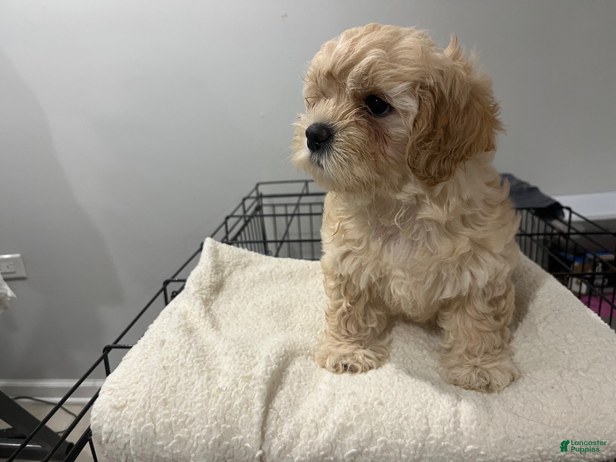 Maltipoo dogs for sale: Ivy - Ad 3