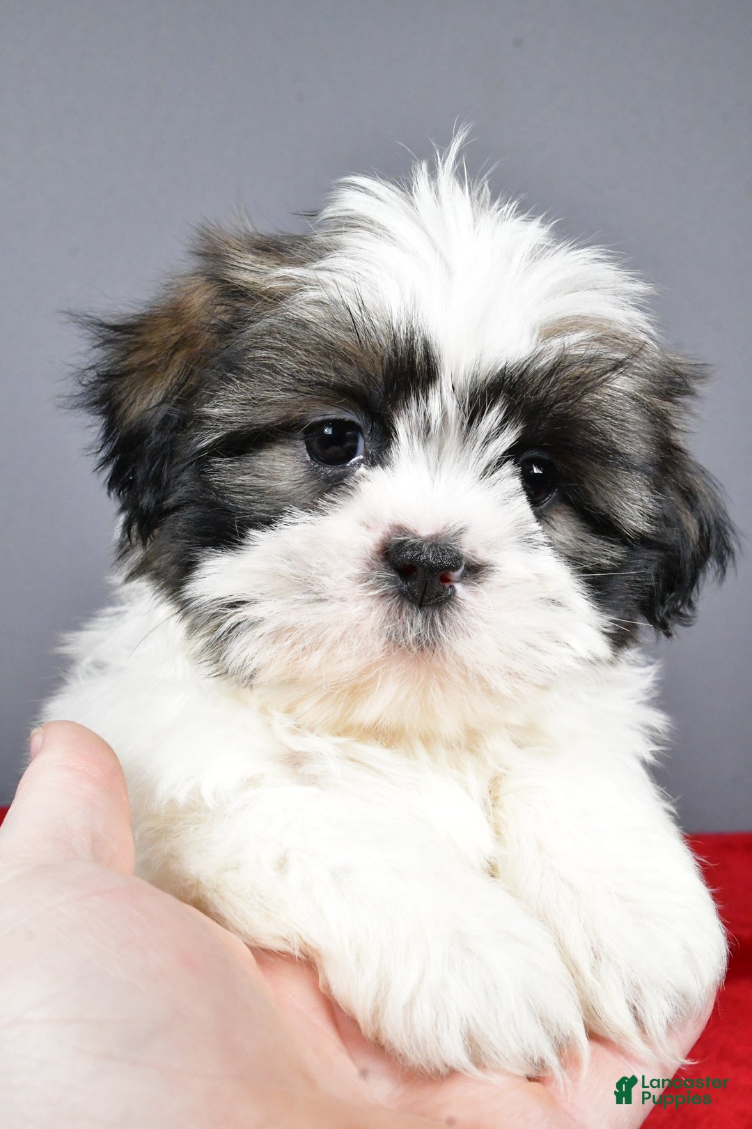 Shih Tzu dogs for sale: Max - Ad 7