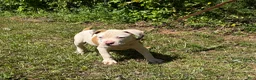 American Bulldog dogs for sale: Boss - Ad 6