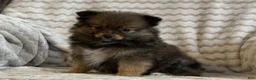 Pomeranian dogs for sale: Raven - Ad 8