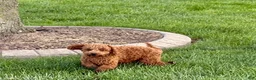 Cavapoo dogs for sale: Charlie - Ad 5
