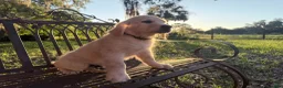 Golden Retriever dogs for sale: Golden Retriever 10 - Ad 4
