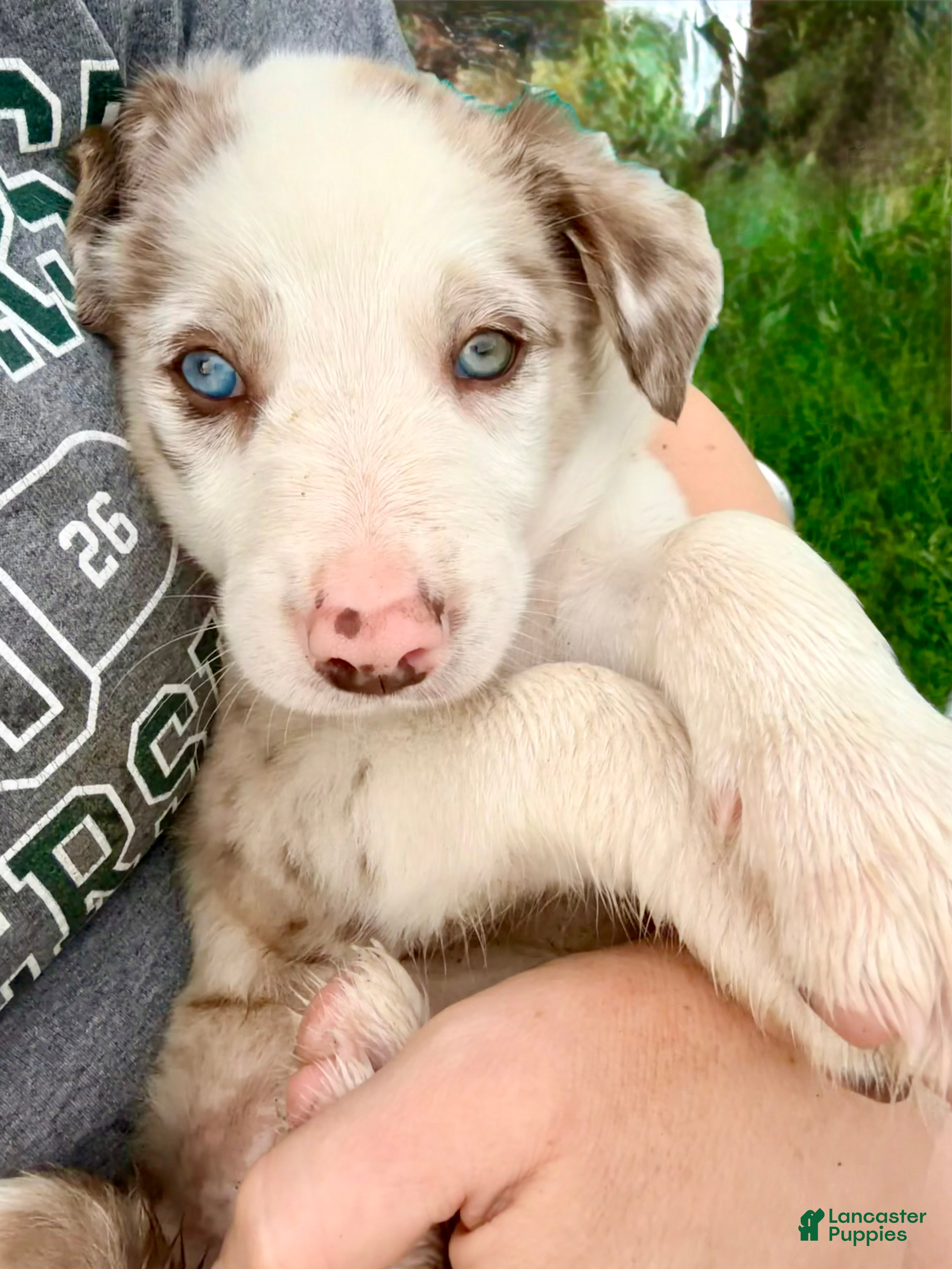 Border Collie dogs Archie - Ad 2