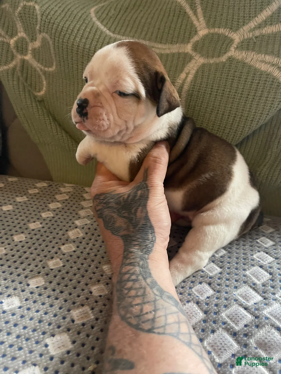 English Bulldog dogs for sale: English Bulldog Puppy 2 - Ad 2