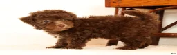 Havapoo dogs for sale: Dixie - Ad 6