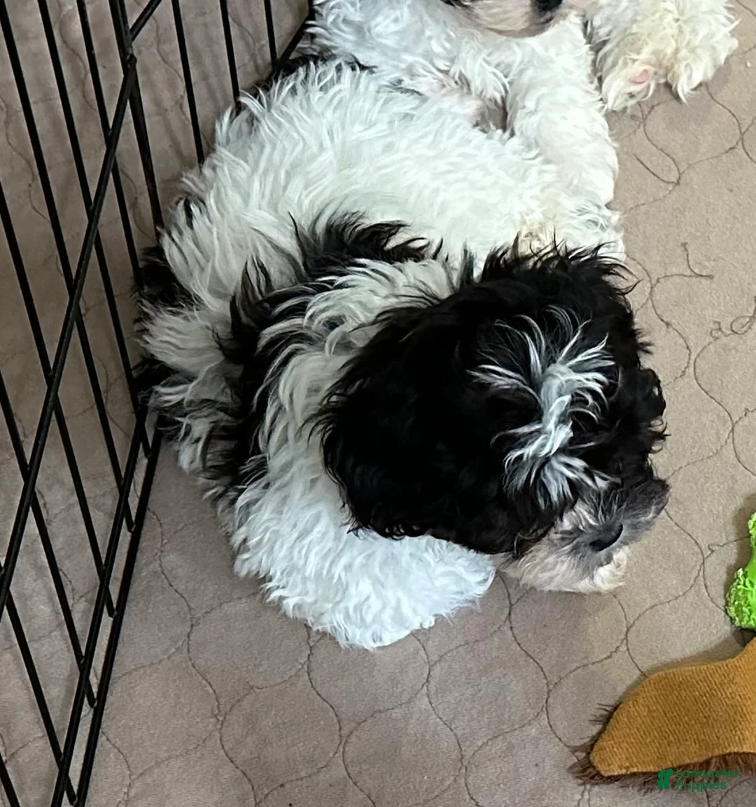 Shihpoo dogs for sale: Shihpoo Puppy 1 - Ad 2