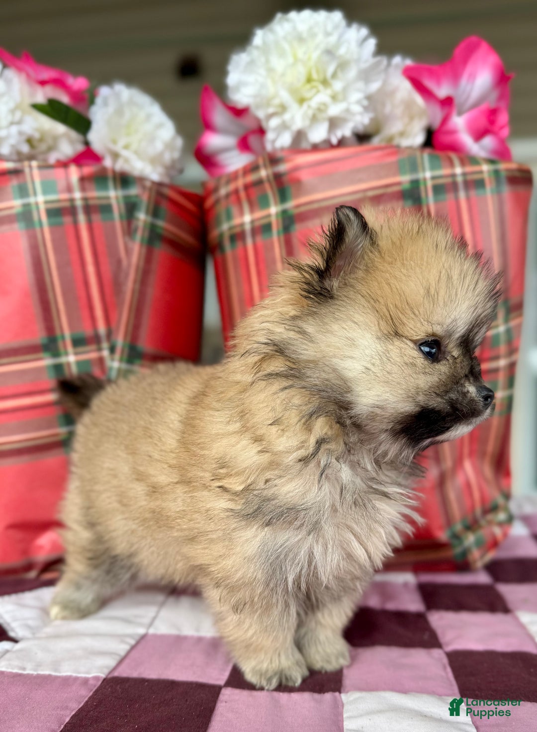 Pomeranian dogs for sale: Chestnut - Ad 2